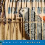 El loro que fue socio del Recre: la increíble historia de Pinto Sebastián Nono Junior